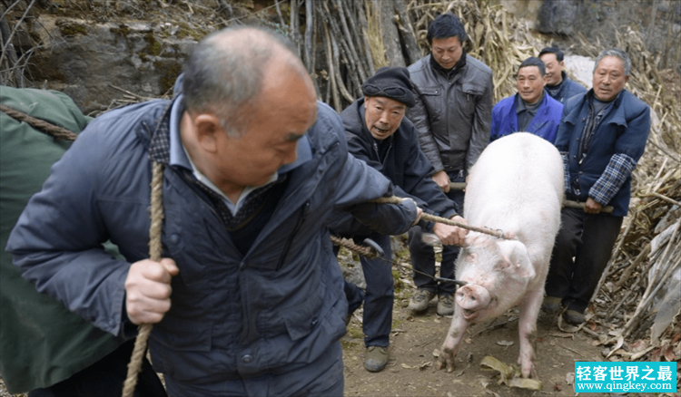 河北老汉猪圈总丢猪 却无意间发现一个大墓（高阳之墓）