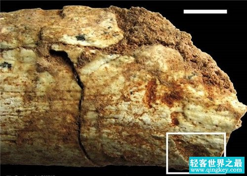 考古学家发现50万年前被动物咬死的人类的骨头