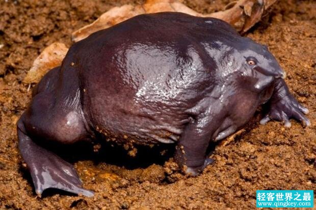 世界十大罕见动物：紫蛙源于恐龙时期(雨季才出现)