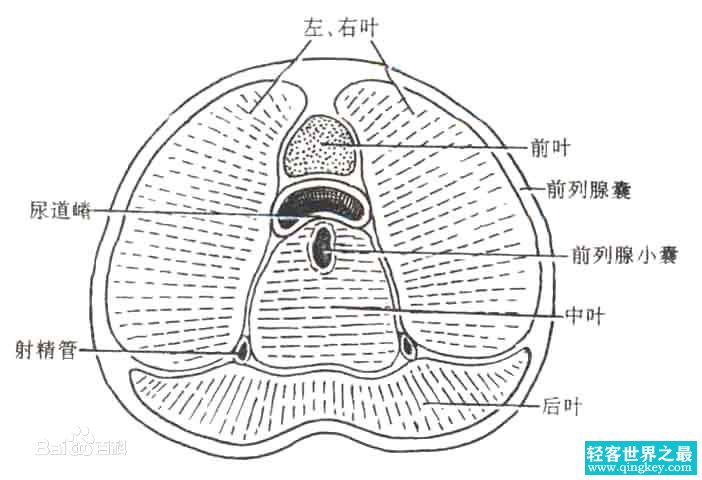 四大不死癌症，不死的癌症是什么病？