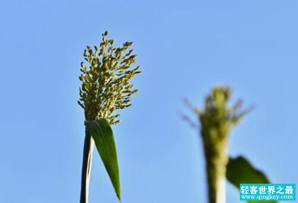 甜芦粟红心可以吃吗 甜芦粟实际上是什么东西（甜高粱）