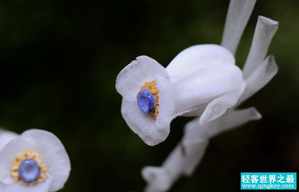 死亡之花水晶兰 水晶兰有什么特别之处