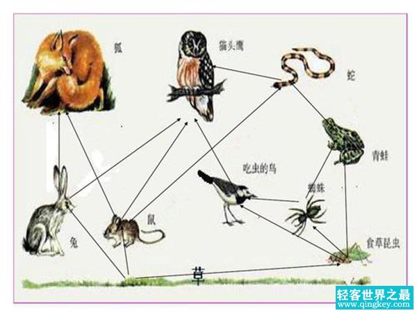 生物有多少个界?生物界的具体概念解答