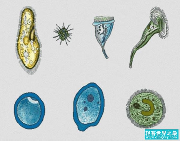 原生生物和原核生物 简单区分解答两种生物的区别