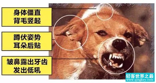 狂犬病的潜伏期是多久?狗咬了多久过安全期（几天-几年）