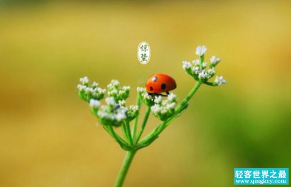 雨水的下一个节气是什么?是第几个节气（惊蛰）