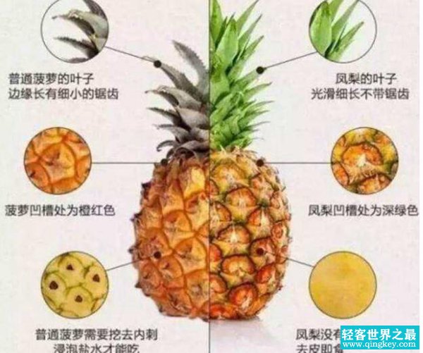 凤梨是不是菠萝?为什么凤梨比菠萝贵很多