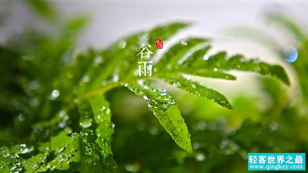 谷雨是什么意思?谷雨一定会下雨吗（雨生百谷）