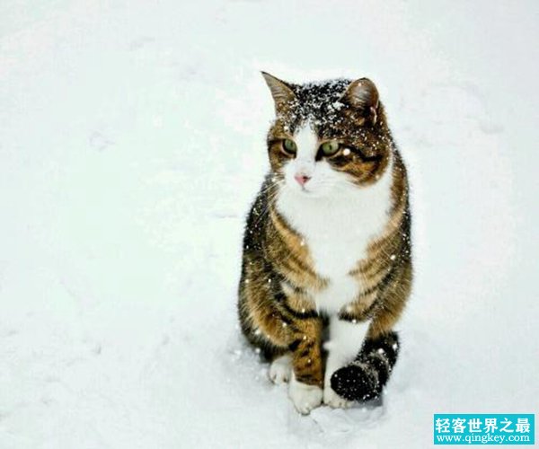 猫到底要不要绝育?猫什么时候做绝育好