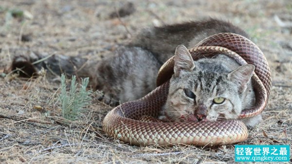 为什么猫不怕蛇?猫的反应速度是蛇的7倍