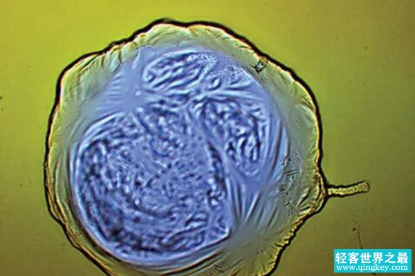 金属基生命真实存在!科学家创造金属细胞已有生命迹象