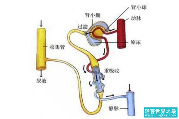 人尿是怎么形成的?肾脏过滤血液的代谢废物(97%都是水)