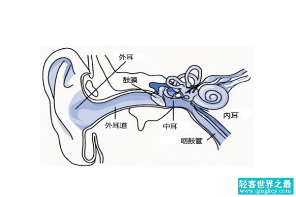 人为什么可以听到声音?耳廓收音鼓膜振动(刺激听神经)