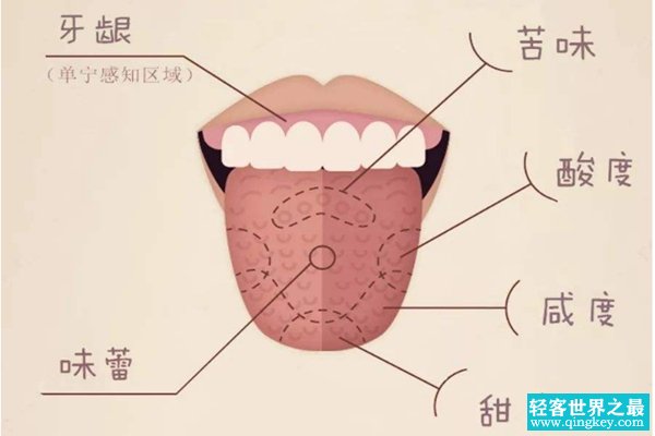 舌头为什么能辨别味道?舌头遍布3000个味蕾(甜味区靠前)