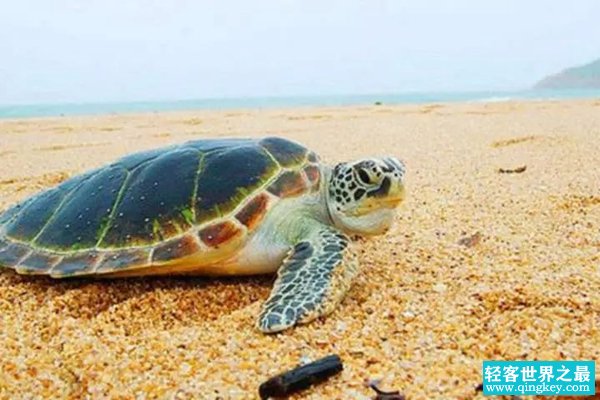 海龟为什么不会迷路?感应地球磁场强度(堪称生物罗盘)