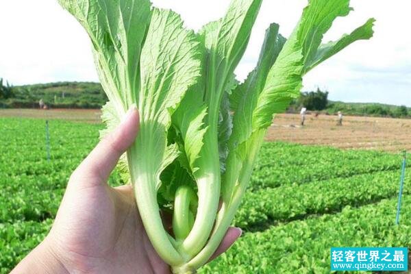 芥菜的苦味有毒吗?苦味素在作祟(实际上健康又去火)