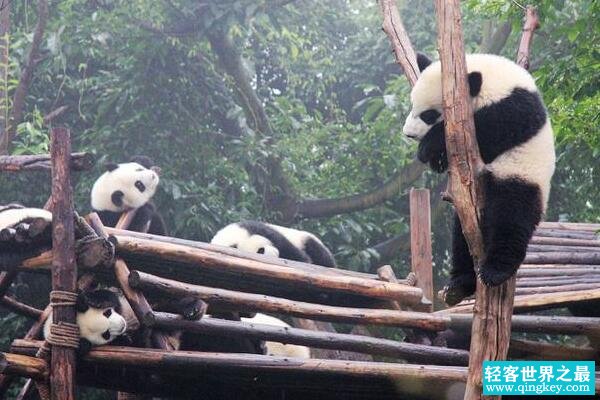 熊猫为什么只有中国才有 天时地利人和保护下的幸存儿