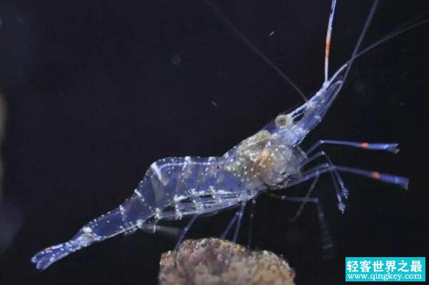 幽灵虾是什么生物 通体透明能看到内脏(日本常拿来做寿司)