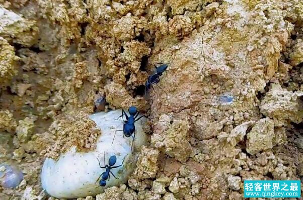 蚂蚁搬家要下雨的原因：蚂蚁对湿度变化感应灵敏