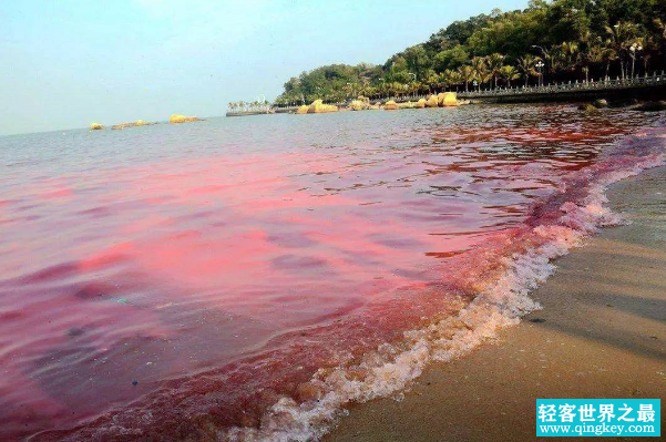 赤潮是怎么形成的：海域水体的富营养化(适宜的水温和盐度)