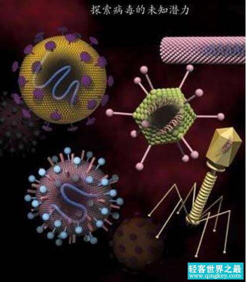 世界上最大的病毒，米米病毒直径800纳米(酷似细菌)