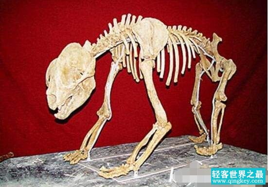 欧洲发现1000万年大熊猫化石，验证大熊猫祖先在欧洲