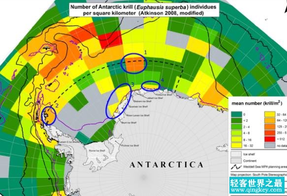 被称为海上金矿的南极磷虾，数个发达国家争锋，中国可能变成黑马