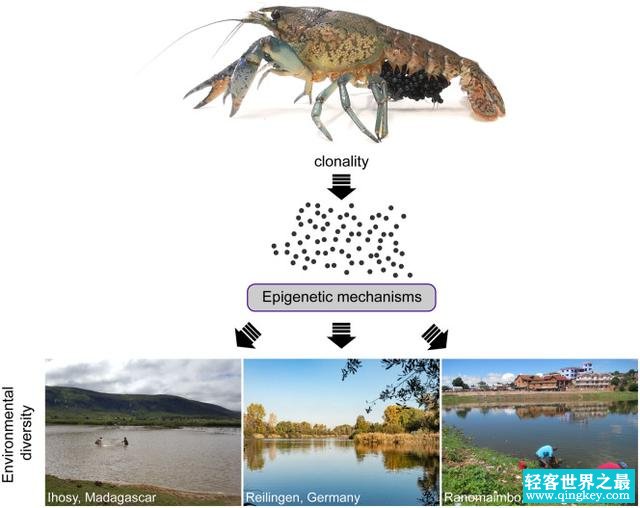你吃过“克隆龙虾”吗？她们曾经是可怕的害虫（单雌繁殖）