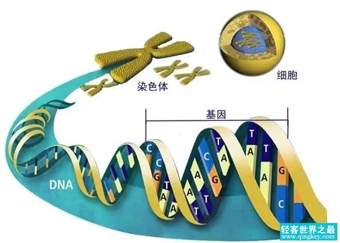 生命科学研究取得突破！人体基因能被改写 科学家 人造人或成现实