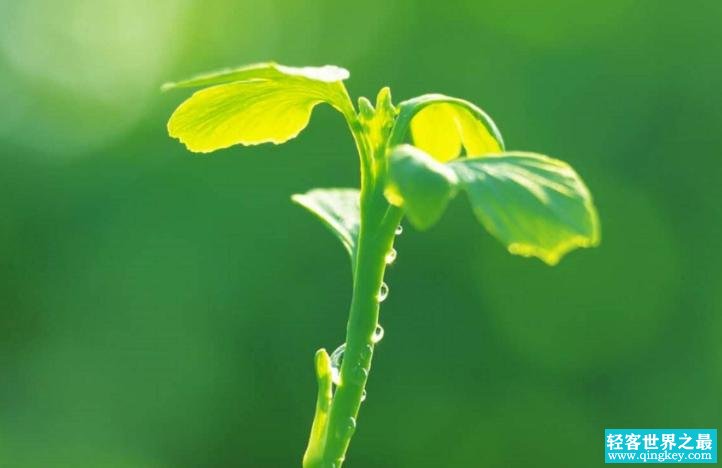 植物没有疼痛感？它们不光会疼还会发出信号（植物痛感）