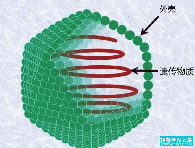 病毒的目的到底是什么 科学家给出了答案（病毒目标）