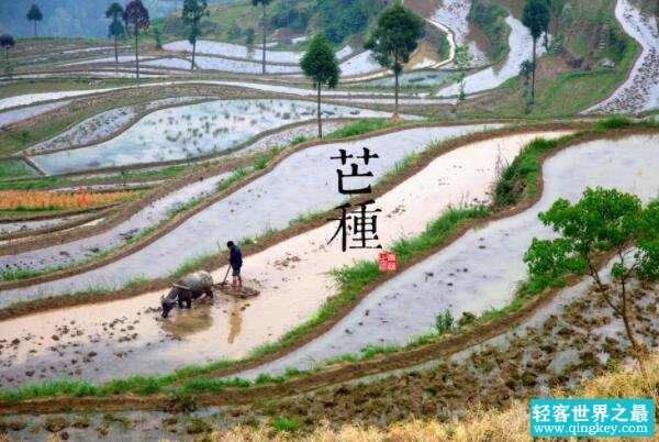 芒种节气的含义是什么，仲夏时节正式开始（每年的6月5日或6日）