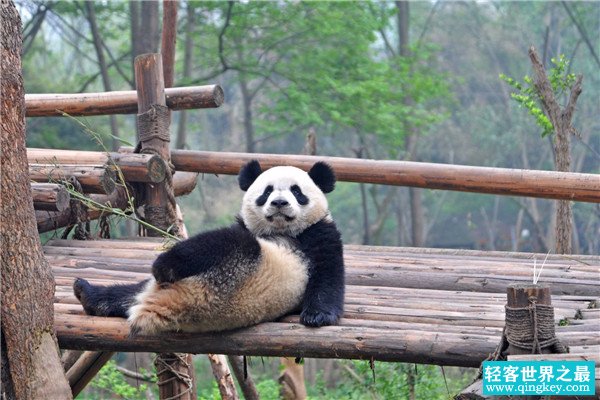 当年蚩尤养了两只熊猫吗 为什么蚩尤骑着大熊猫会输