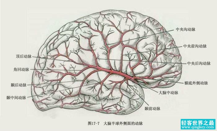 人类的大脑其实很可怕 不会感到疼痛还会自相残杀