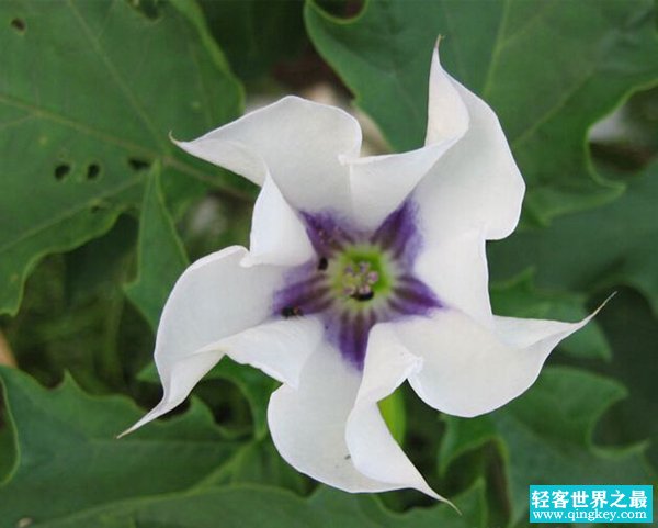 冥界四花分别是哪四花？神秘地狱之花有什么魔力