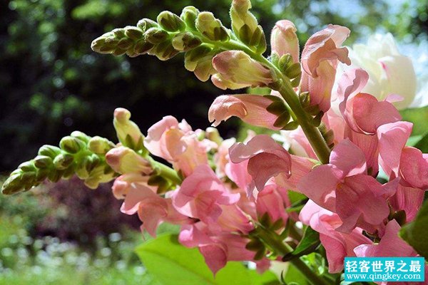 世界上最恐怖的花：骷髅花，一到夏季枝头挂满“头颅”