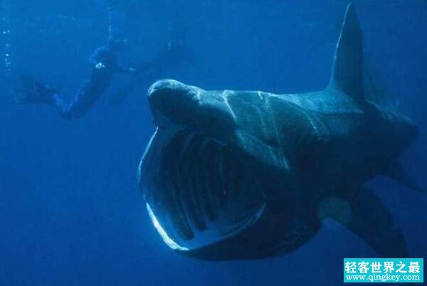 六种海底恐怖图片，抹香鲸大战大王乌贼/尖牙鱼掉什么吃什么