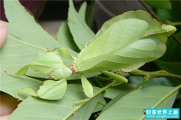 竹节虫为什么吃了必死 竹节虫体内有寄生虫（寄生虫致死）