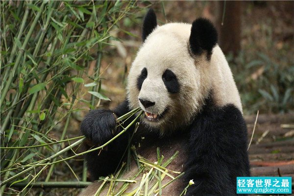 食铁兽是哪种动物 大熊猫为什么会被称为食铁兽