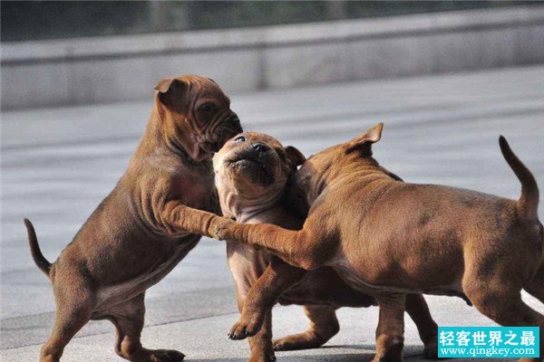 山区打猎最厉害的狗 川东猎犬（古老而稀有的犬种）