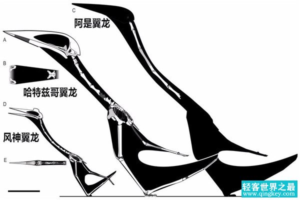 哈特兹哥翼龙 一种以恐龙为食的巨型翼龙（顶级掠食者）