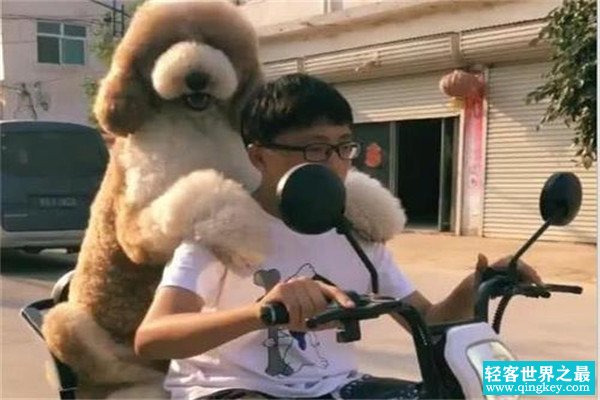 巨型泰迪是什么品种 贵宾犬（体型比泰迪大得多）