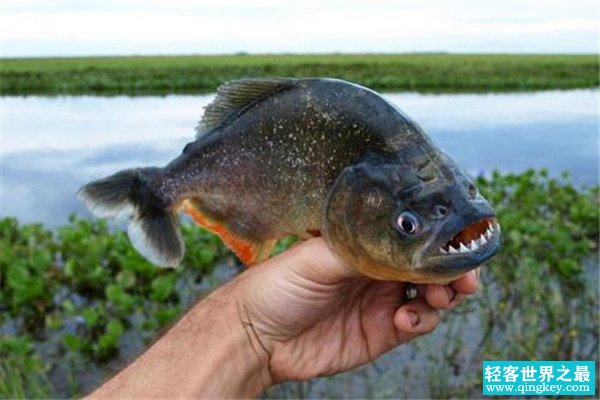 广西食人鱼事件是真的吗 广西食人鱼事件复盘