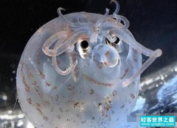 罕见的小猪章鱼会发光，面带微笑圆滚滚的萌化人心
