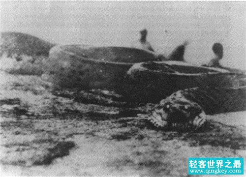 1936年江苏射阳发现巨蛇 昂起头比电线杆子还高（猎奇故事）
