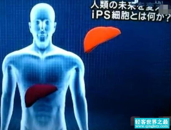 科学研究人体器官再生，缺胳膊少腿可以长复原(再生不再是梦)