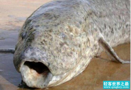 非洲杜兹肺鱼，没有水却存活了4年的不死鱼(非洲肺鱼)
