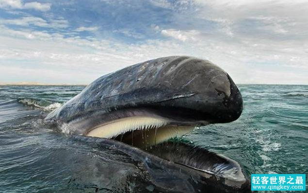 海洋当中最难摆脱的生物，结果只是个小垃圾（海洋寄生物）