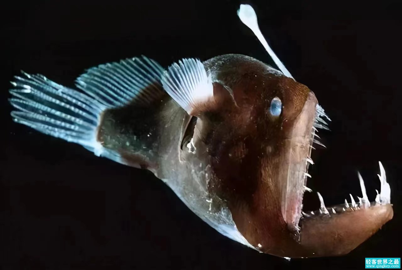 这是一种神奇的海洋生物，一旦交配就会面临死亡，可是却依然义无