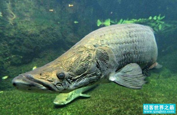 他们是亚马逊河的霸主，能把食人鱼当做零食吃（亚马逊河怪）